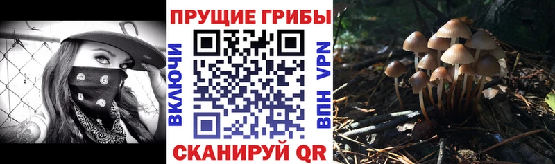 Купить где  Курлово  Галлюциногенные грибы Cubensis 